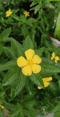 Damiana