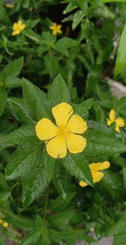 Damiana