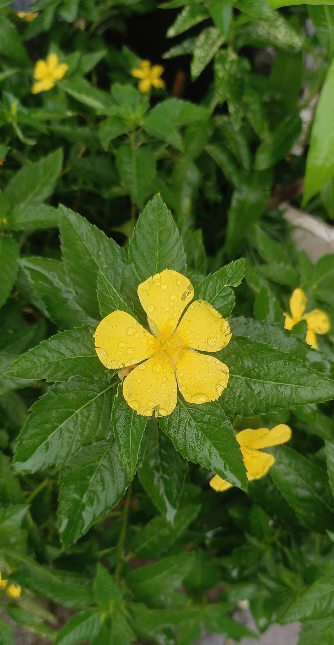 Damiana